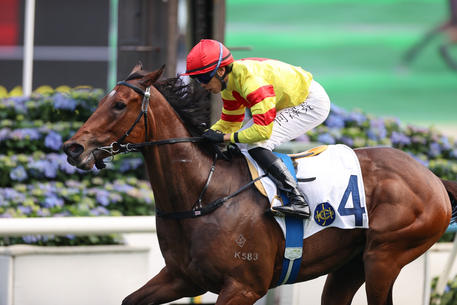 Hot Delight fait partie des espoirs de Hongkong dans la jeune génération.