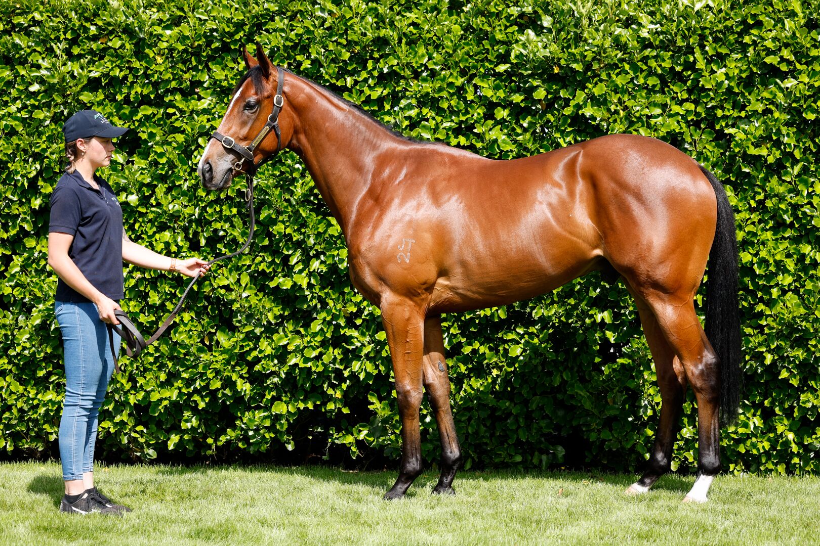 Invincible Ibis à 2 ans, aux ventes breeze-ups de Karaka...